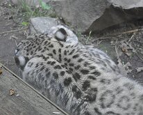 DSC_2015 Snow Leopard escaping the sun and the heat -- Central Park Zoo, Manhattan, NYC -- 1 July 2012